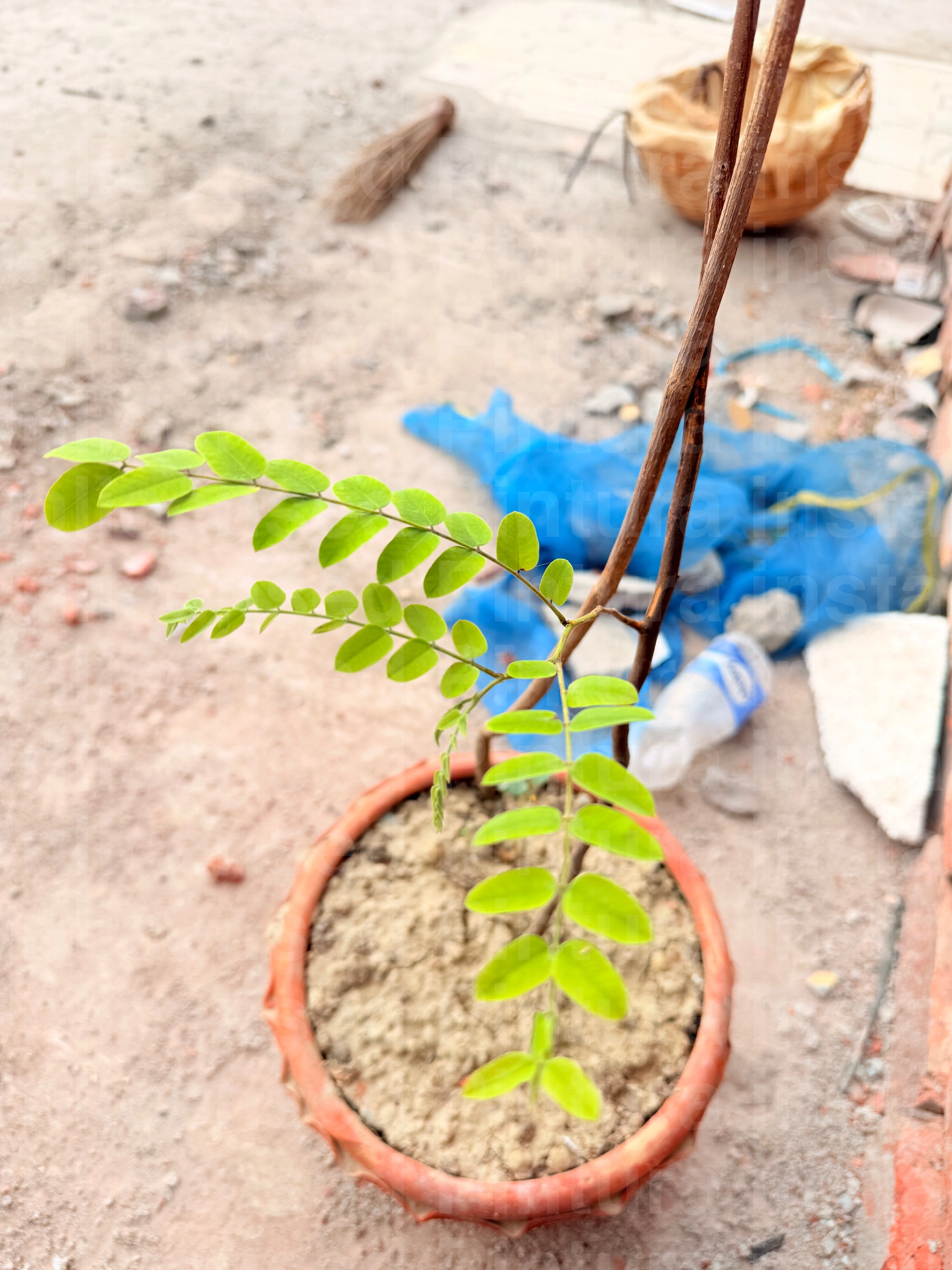 Exploring Urban Nature and Gardening Adventures Near Sonadanga, Khulna